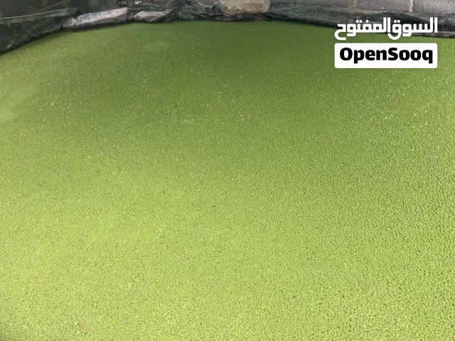 نبته الازولا