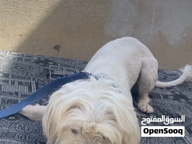 كلب للبيع بسعر جيد