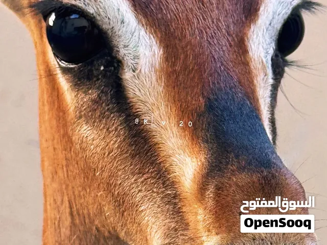 نوفر غزلان الديماني حسب الطلب