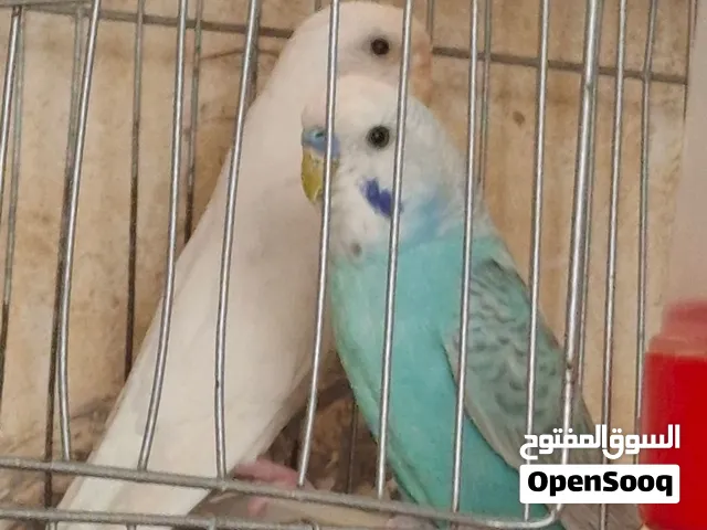 كوبي للبيع