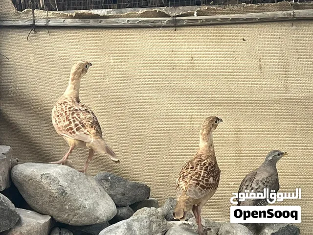 للبيع  زوج صفارد بكستاني سوبر جامبو يوجد فيديو في الخاص