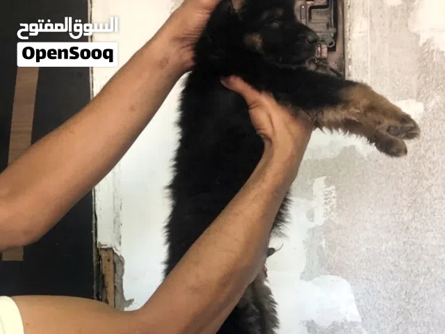 جرو جيرمن شيبرد اكسترا لونج هير