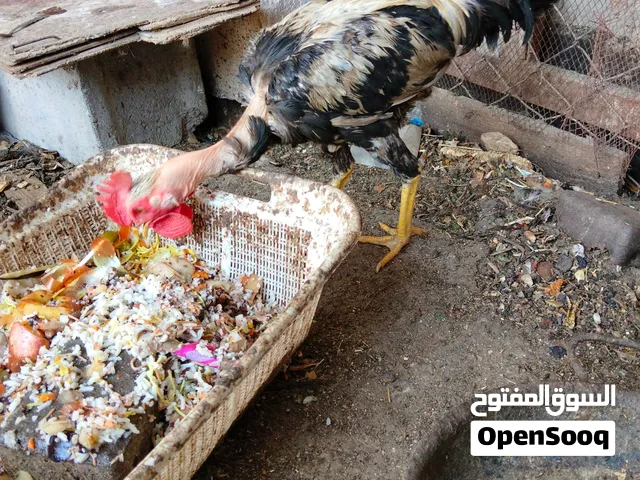 ديوجه ملقحات عمرهن 9 اشهر