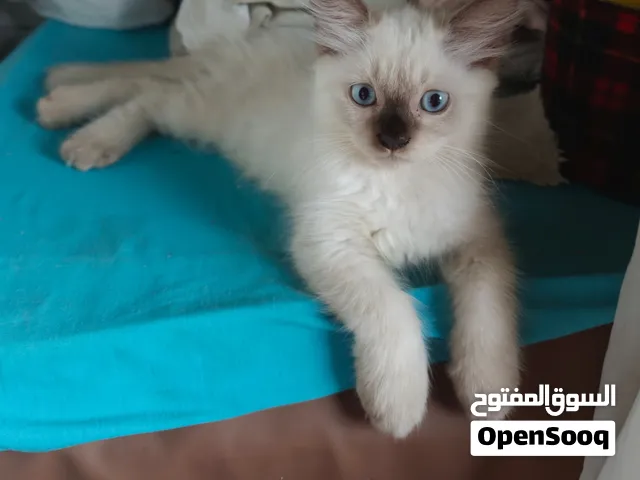 قط كيتن ولد (ملامحه ميكس يجنن بين (سيامي / راغدول / هيمالايا) مع عيون زرقاء.