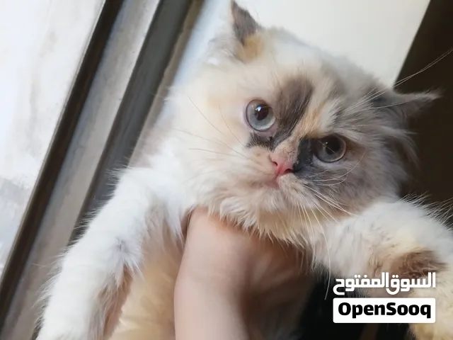 قطة للتبني بدون مقابل