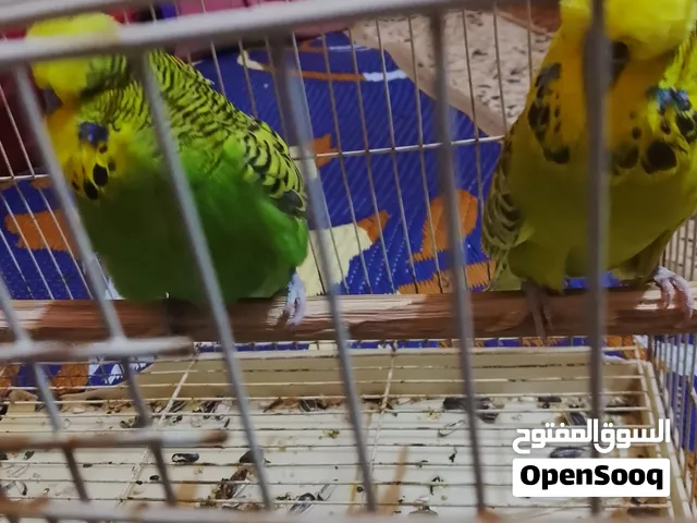 سلام عليكم اخوان متاح زوج إنكليزي محلقات وبزارات