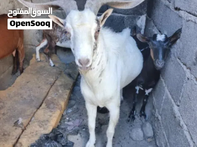 صخل للبيع مال بيت بصحه جيده قيم واخذ