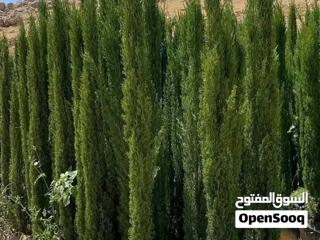 خدمة زراعة شجر مثمر للفلل للقصور للمزارع