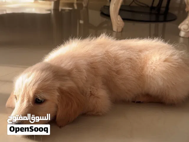Golden Retriever Male Puppy – Healthy, Playful & Well Cared For