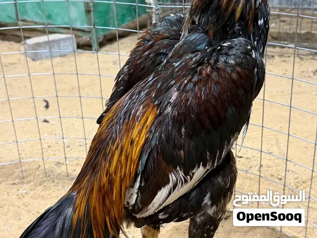 للبيع ديك بورمي مستورد من البحرين عمر الطير 9 اشهور حار تبارك الله مطلوب 1300