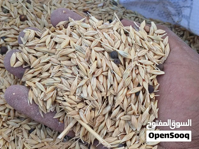 شعير سيفي بلدي نظيف بيه نسبة جلبانة قليلة
