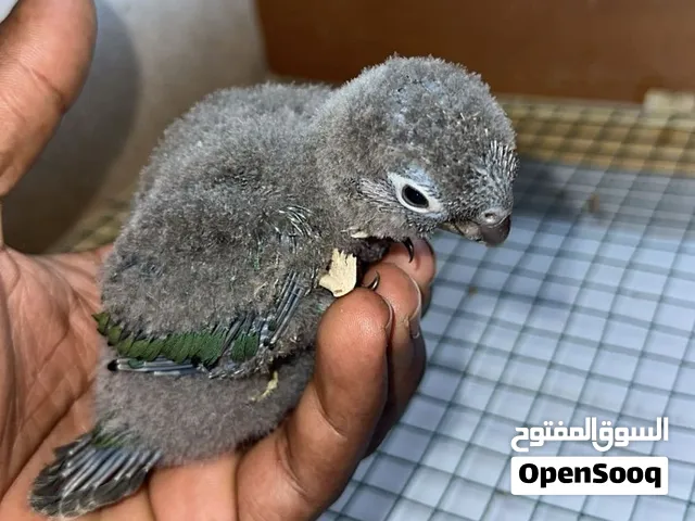فرخ كنيور تركواز