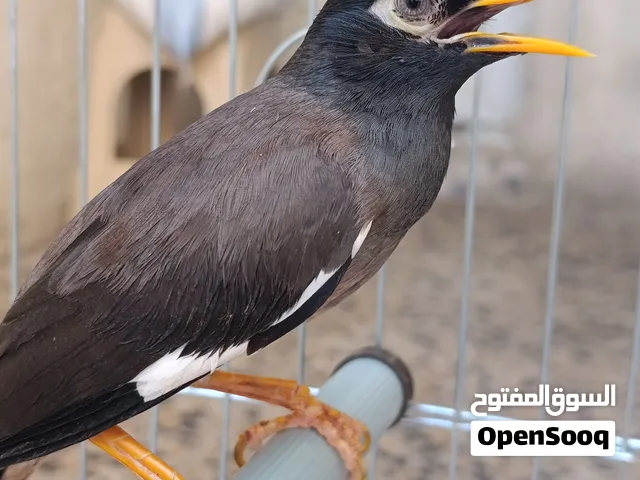 مينا فول كلام تخبل  مراوس بزونة كون حلوة وياهة غراضهة