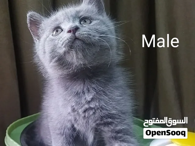 Scottish fold, Scottish straight and British blue kittens قطط اسكوتش فولد و ستريت وبريتش بلو