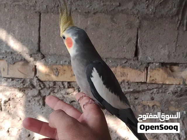 الوصف مهم حبايب قلبي