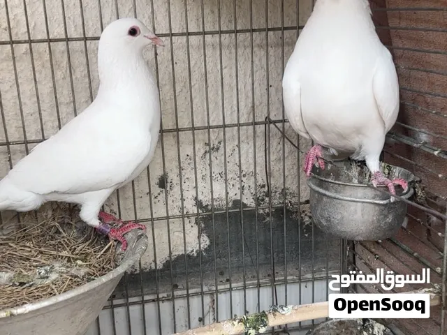 حمام زاجل اصلي