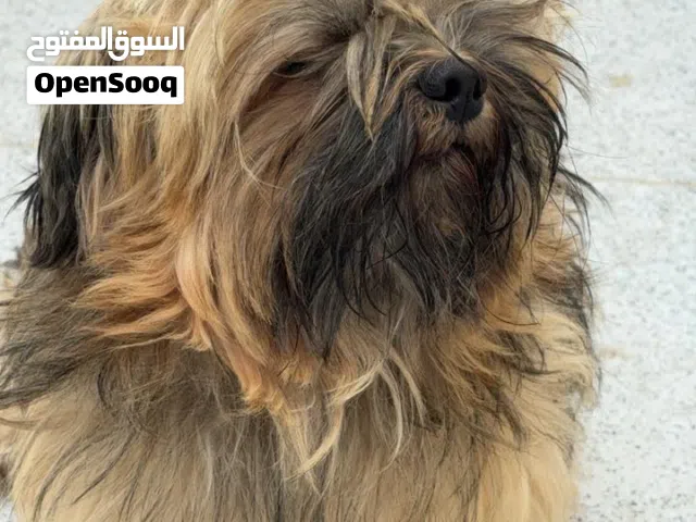 كلب شيتزو للبيع