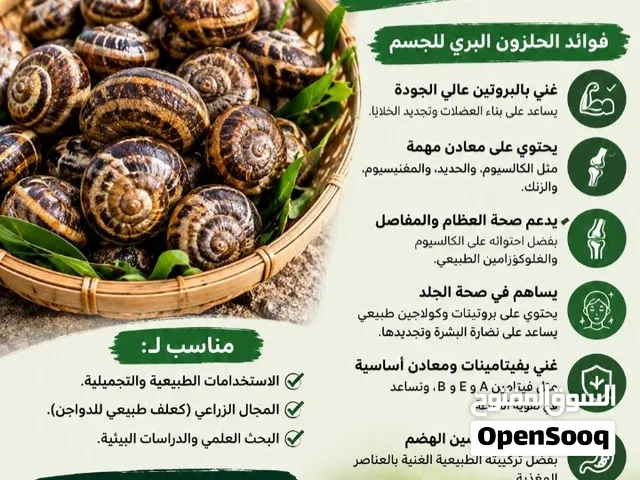 للبيع حلزون جميل لجسم الانسان