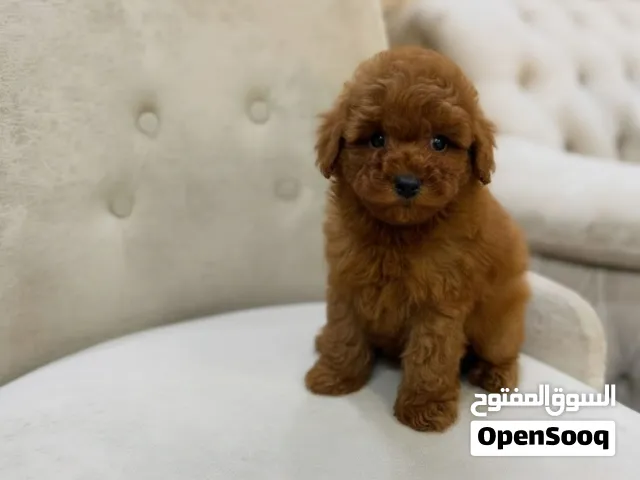RED TOY POODLE HOME RAISED PUPPIES