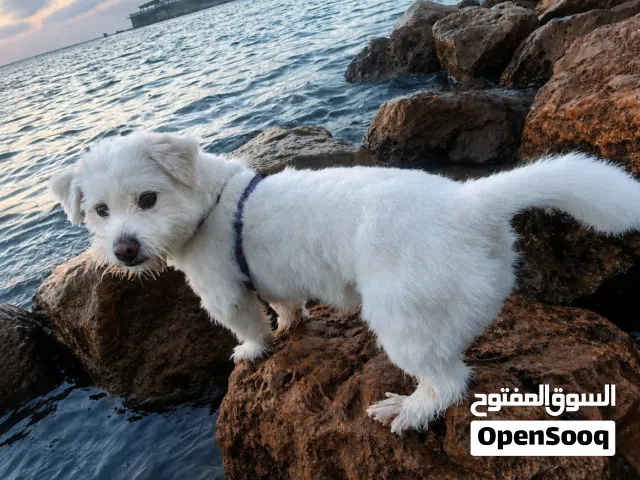 للبيع كلب جريفون أبيض ذكر