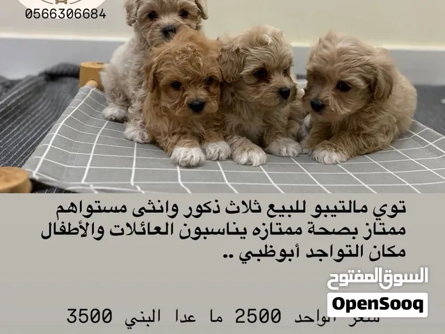 توي مالتيبو toy maltipoo