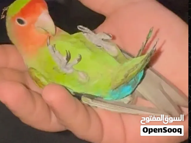 البيع روز أليفين جدا و يقلبون عل اليد حبه عل 15