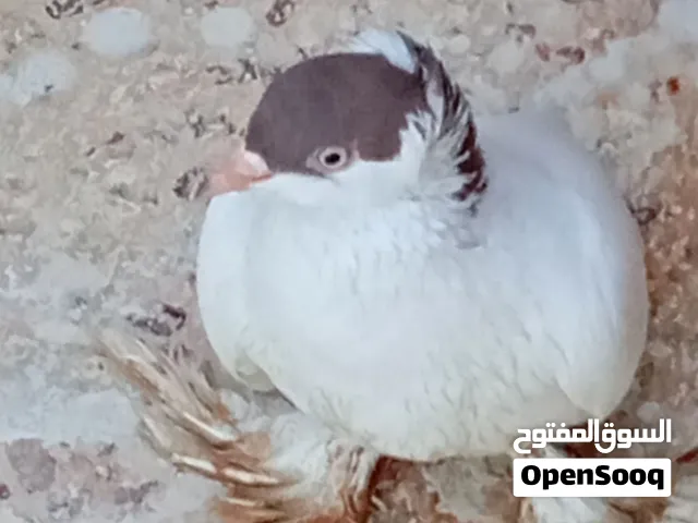 حمامه لبيع