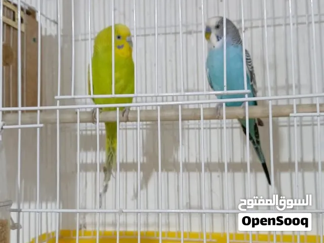 طيور حب مزاويج