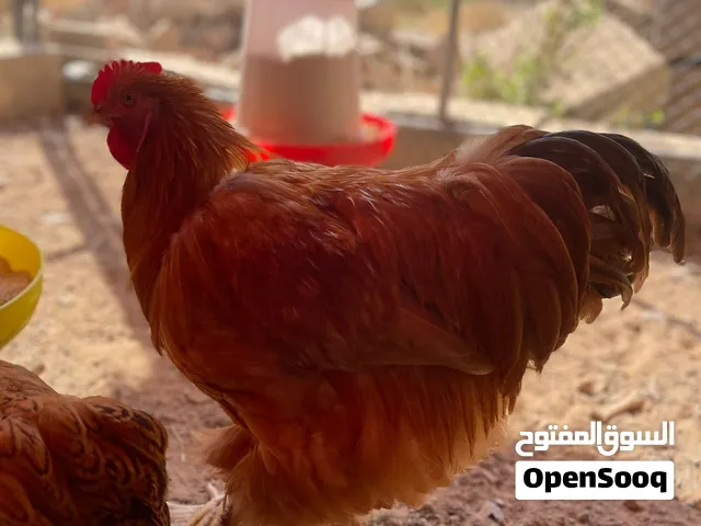 ديك البراهما العملاق دجاج