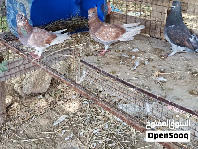 حمام حبه ريال نهاية عدد 6