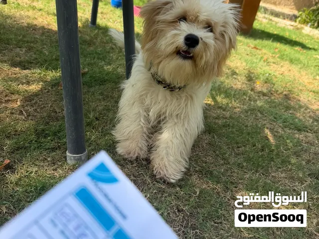 كلب للبيع  مالتيز غير نقي انثى  مع دفتر اللقحات