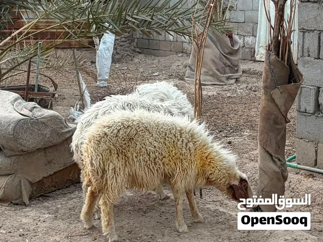 خرفان للبيع 2 نثيه و3 فحل