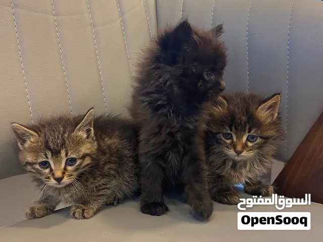 قطط منزليه للبيع