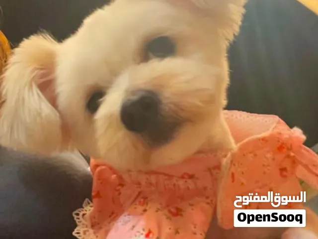 Beautiful Maltese × Shih Tzu Puppy