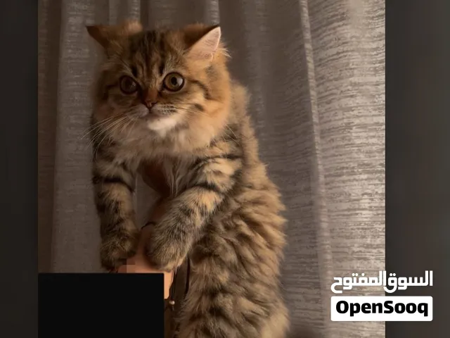 ثلاث قطط للبيع ثنين سكوتش فولد وانثى بيرشن