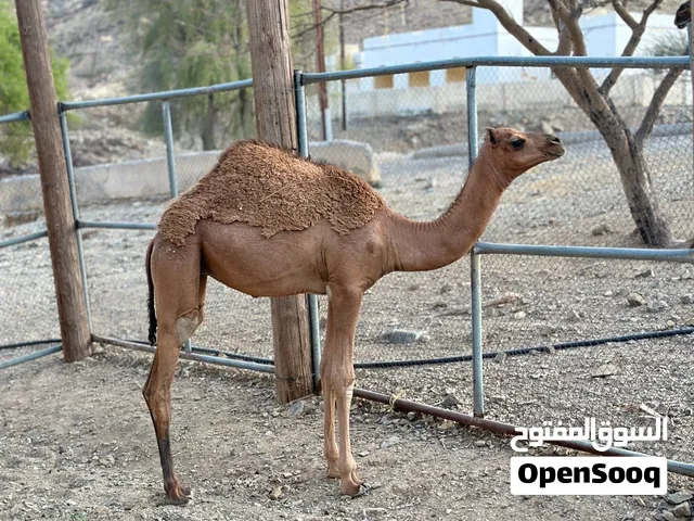 بكرة باطنية