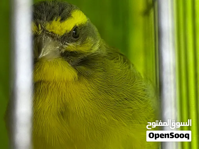 فحل ياسمين
