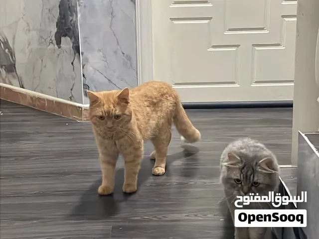 لبيع قطط زوج (ذكر ونثى )مع جميع الملحقات  اقراء الوصف