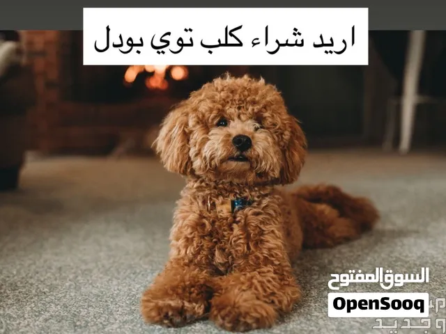 اريد شراء كلب توي بودل جراء او لايتجاوز العمر 9 اشهر للتواصل دايركت هنا او واتساب