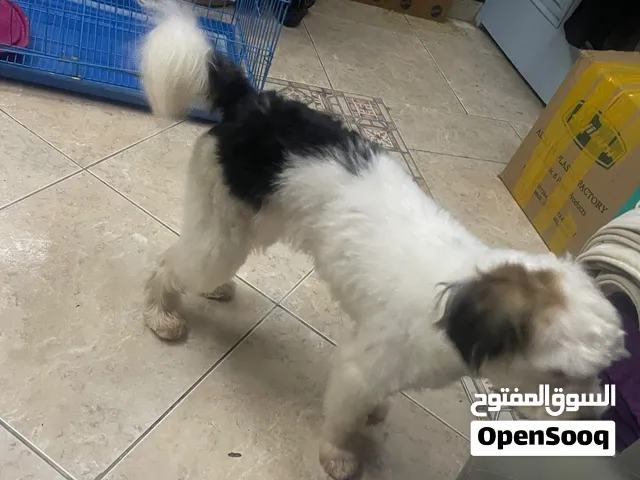 كلب مالتيز