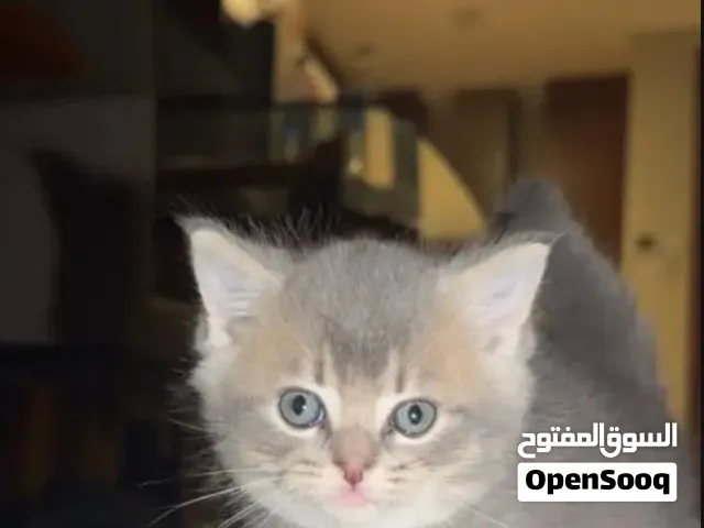 قط صغير كيوت