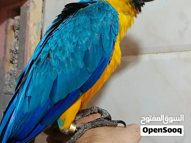 فرخ مكاوي فطم جديد حجل ذهبي للبيع