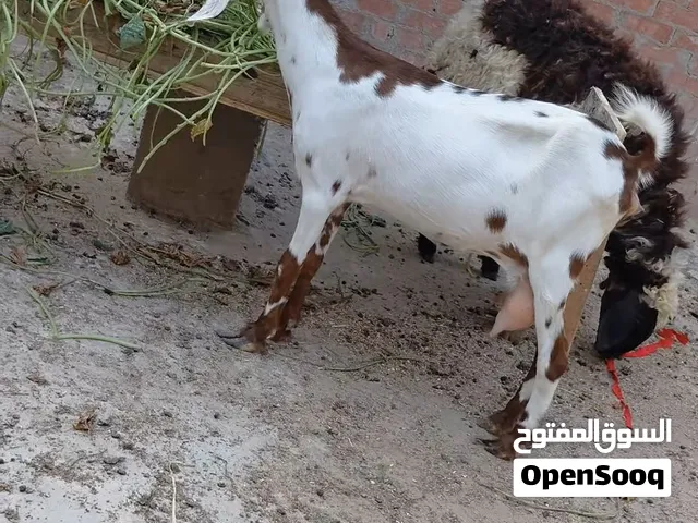 بسم الله الرحمن الرحيم   الاحد 9/8/2026  متاح  حتتين ربعيه خليط زرايبي وبدريه رحماني  الربعيه لبن كا