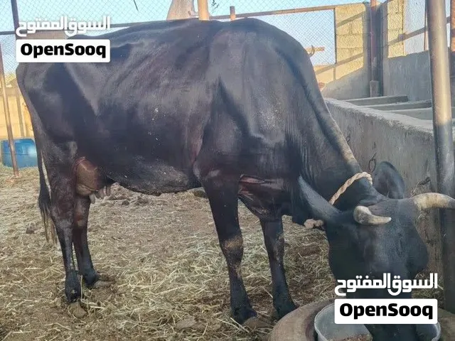 بقرة نمساوية عشار 7 شهور وتحلب لين الحين