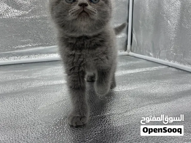 أميرة سكوتش فولد (Scottish Fold) بيور دبدوبة ولعوبة جداً
