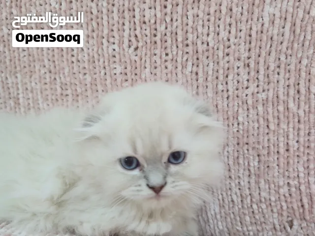 Scottish fold kitten