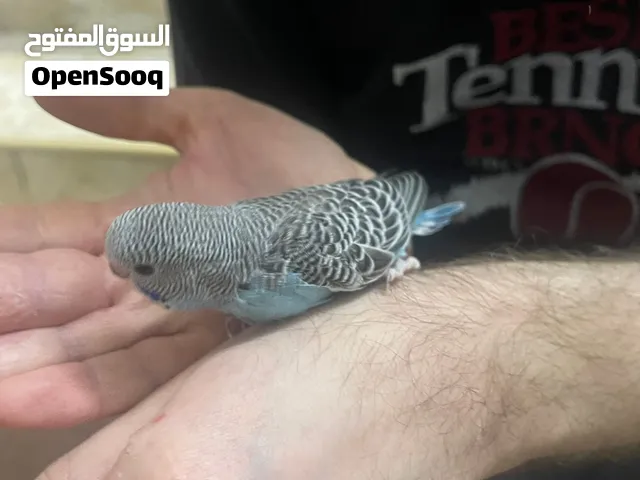 Baby badgie