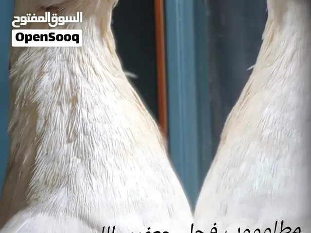 مطلوب فحل جعفري