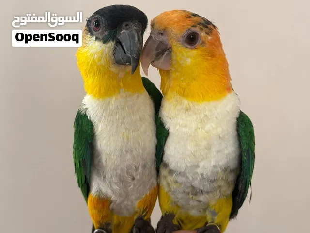 زوج ببغاء الكايك ب4100