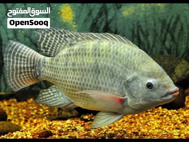 فراخ سمك بلطي مشط للتربية والتسمين